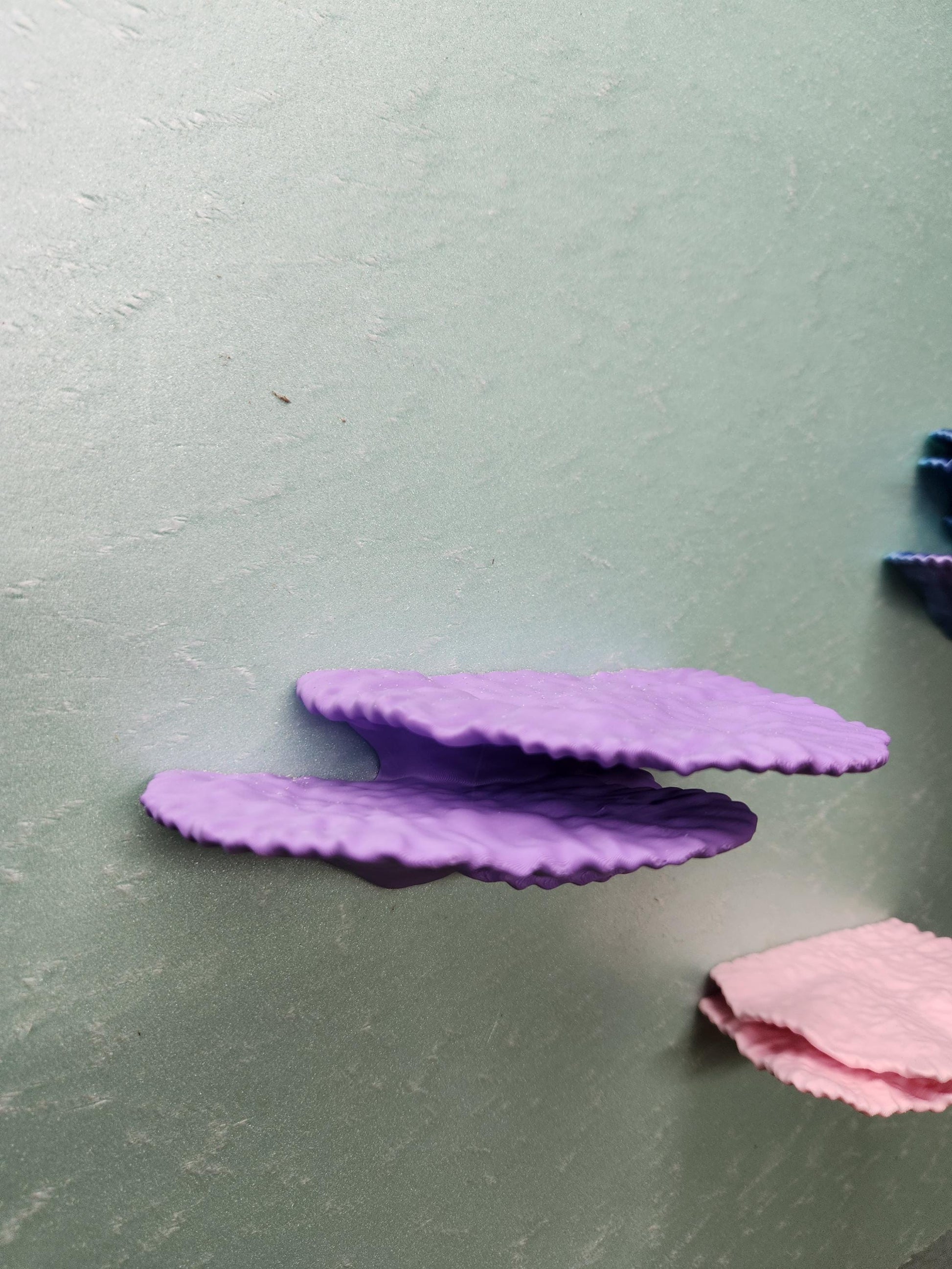 Montipora Capricornus Coral Shelf