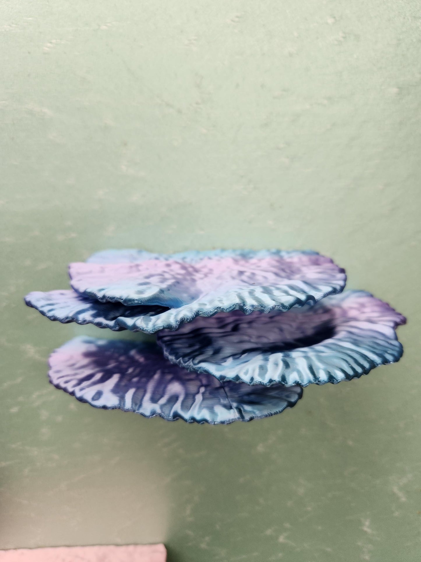 Montipora Capricornus Coral Shelf