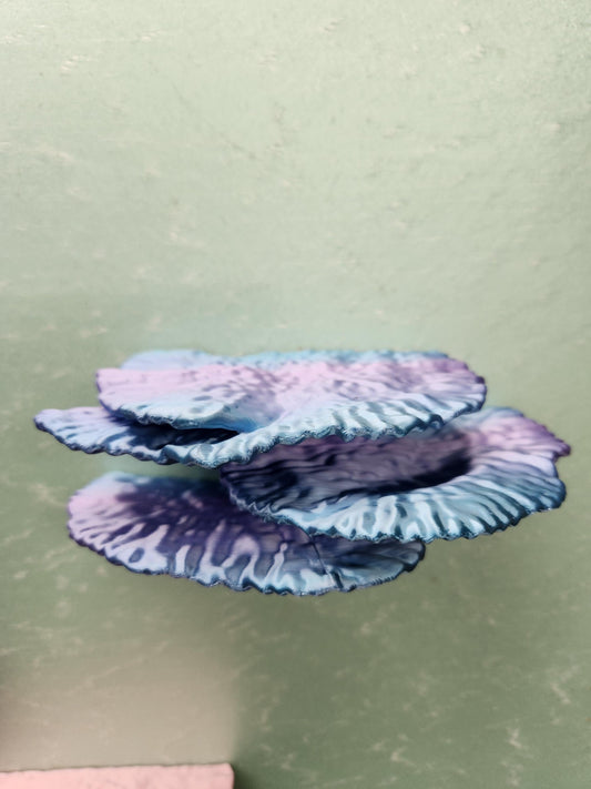 Montipora Capricornus Coral Shelf