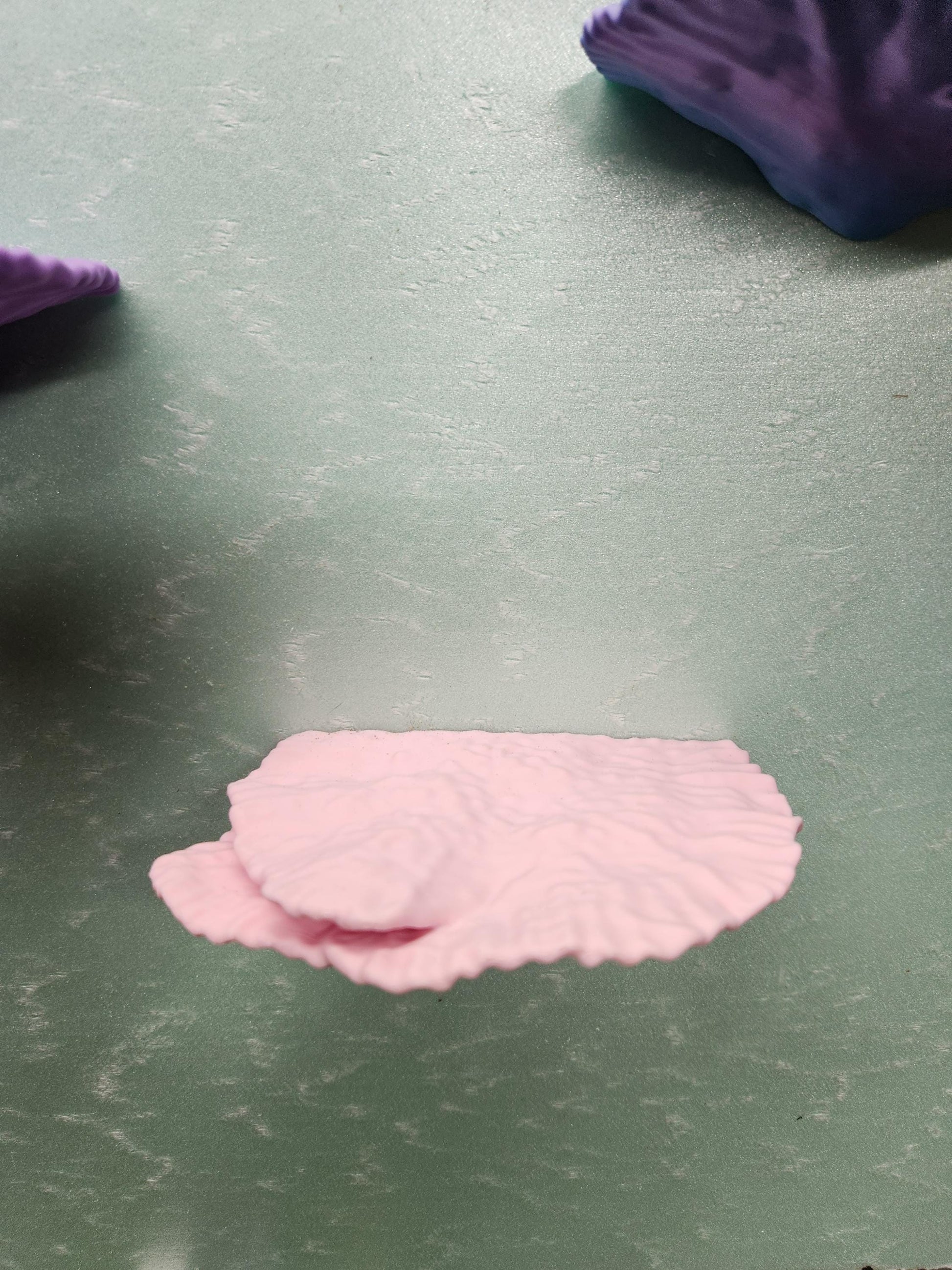 Montipora Capricornus Coral Shelf