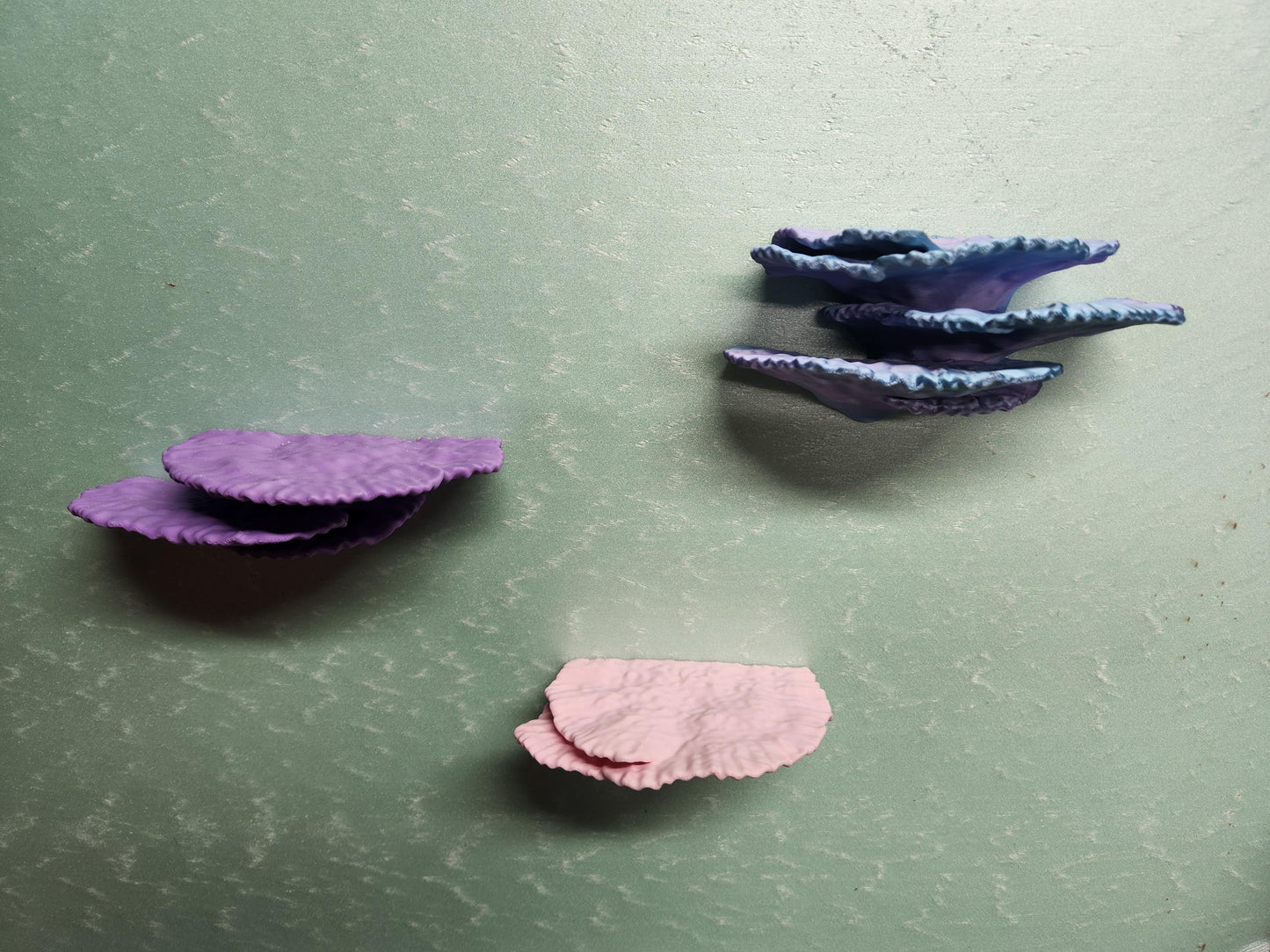 Montipora Capricornus Coral Shelf