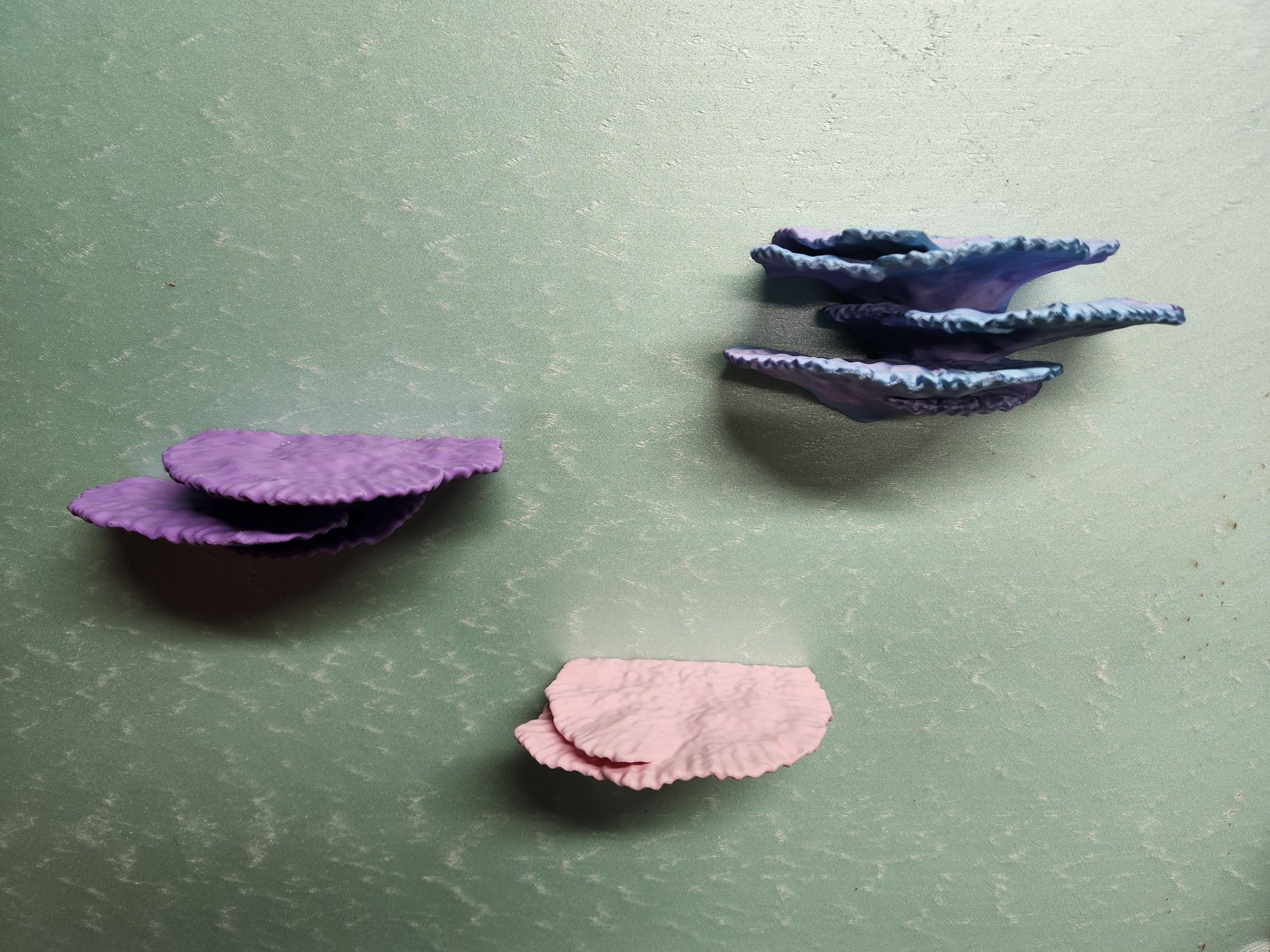 Montipora Capricornus Coral Shelf