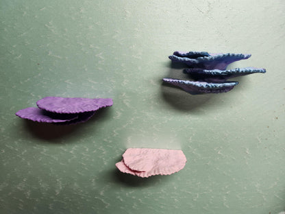 Montipora Capricornus Coral Shelf